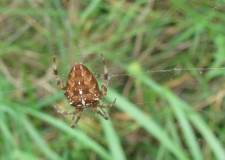 Araneus diadematus - Sostegno (BI)